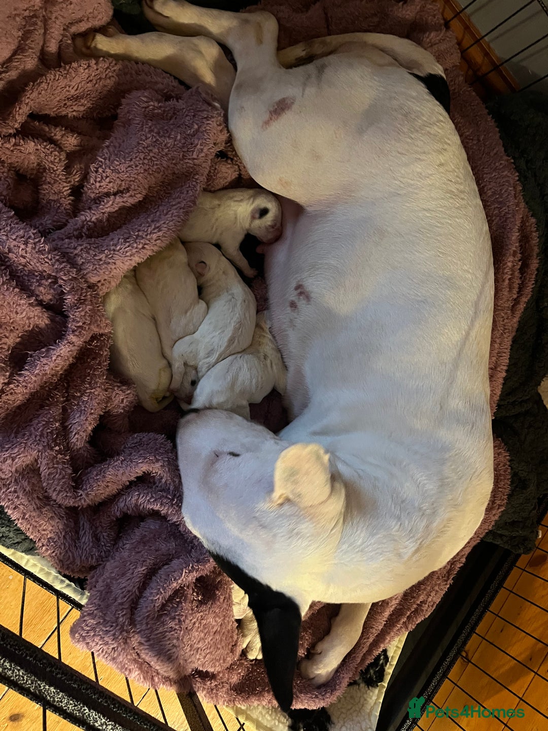 English Bull Terrier dogs for sale: English bull terrier puppies  - Advert 1