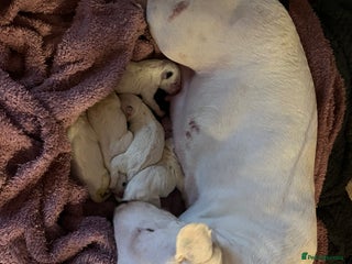 English Bull Terrier dogs English bull terrier puppies - Advert 4