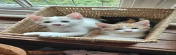 Mixed Breed cats for sale: Lovely, friendly kittens - Advert 5
