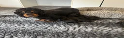 Cockapoo dogs for sale: Super cute Cockapoo Pups - Advert 10