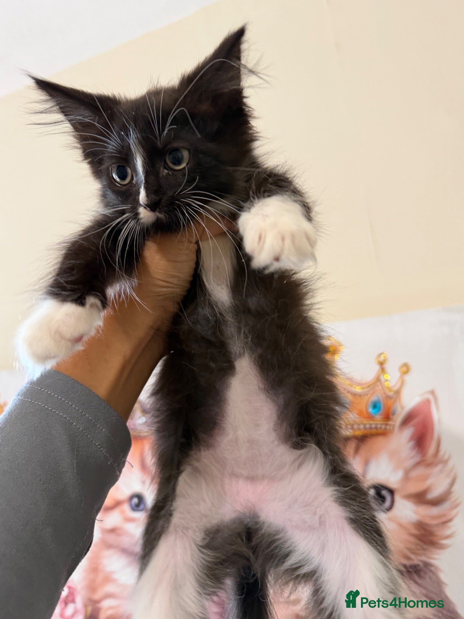 Maine Coon cats Maincoon kittens READY TO GO - Advert 1