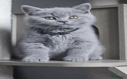 British Longhair cats for sale: GCCF  Show Quality Champion! - Image 5
