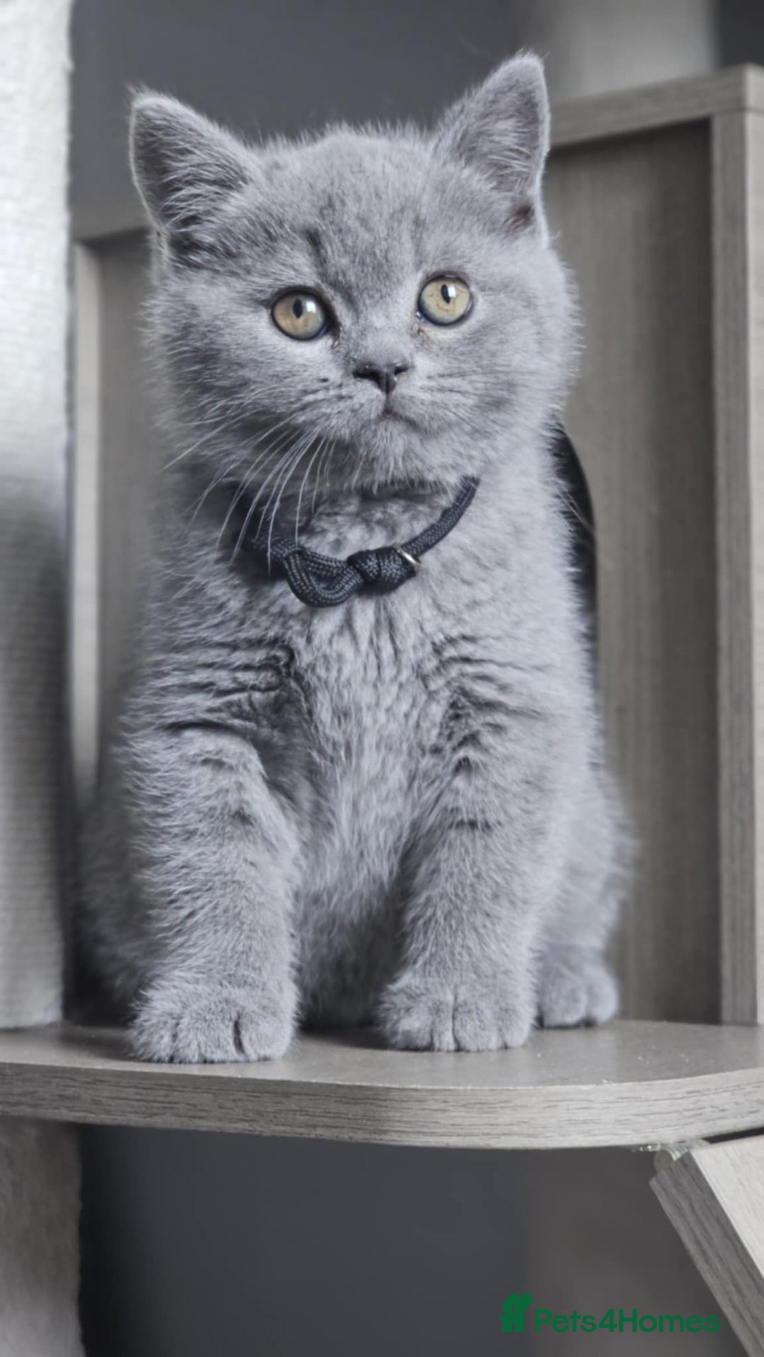 British Longhair cats for sale: GCCF  Show Quality Champion! - Image 5