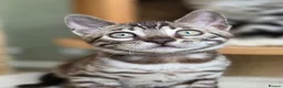 Bengal cats for sale: Gorgeous Health Tested Bengal Kittens  - Advert 9