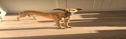 Whippet dogs for sale: Whippet for sale  in Doncaster - Advert 2