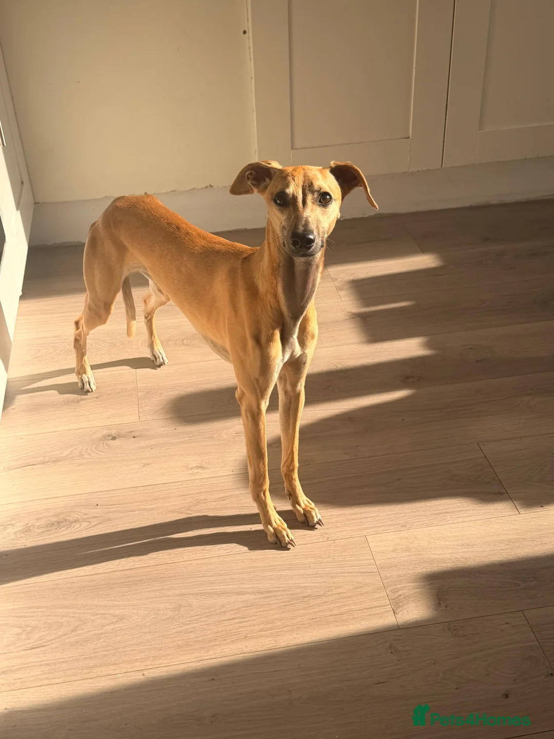 Whippet dogs for sale: Whippet for sale  in Doncaster - Advert 2