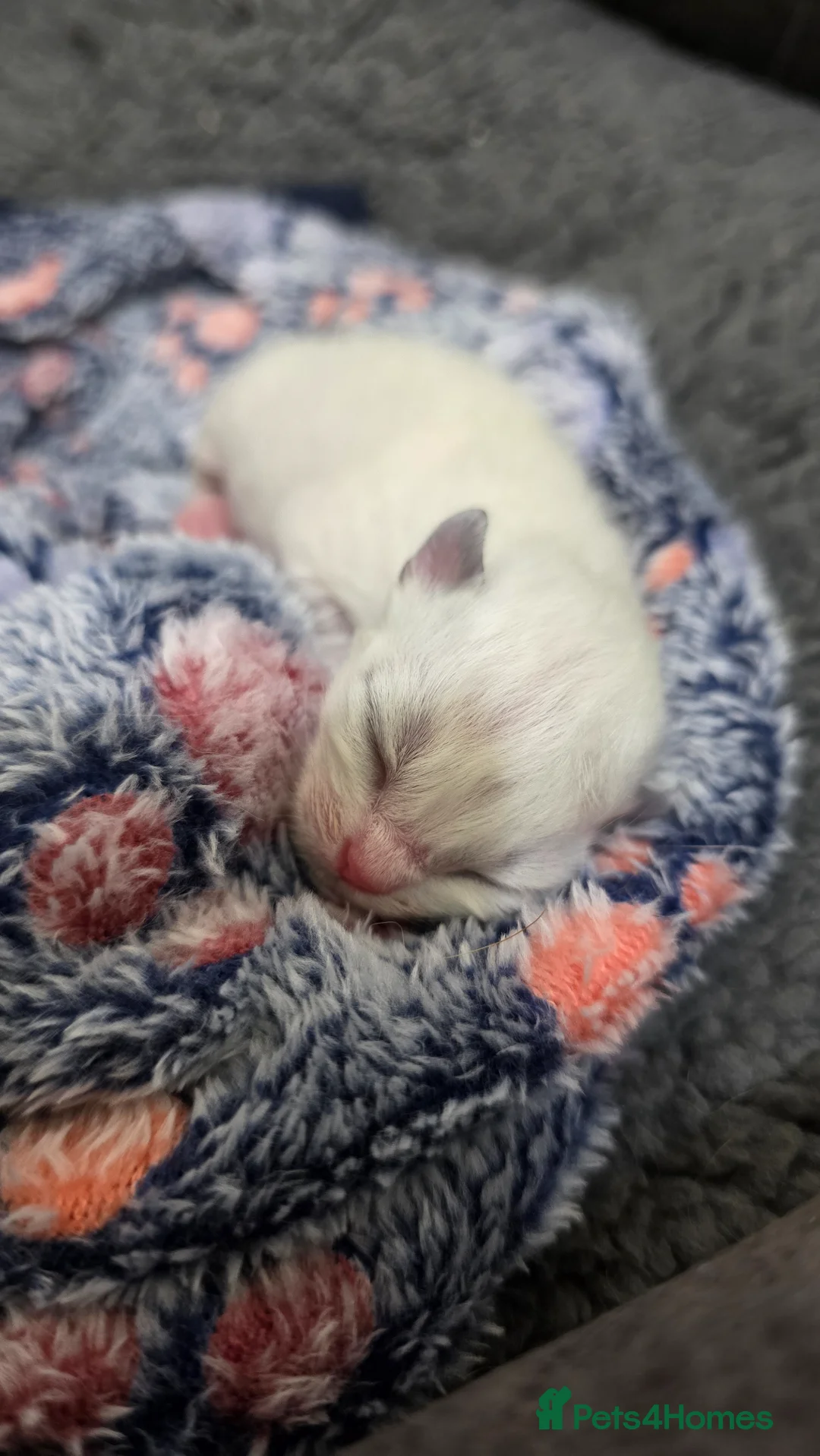 Ragdoll cats for sale: Female Seal Ragdoll - Advert 2