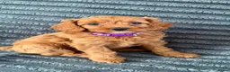 Cavapoo dogs for sale: 6 F1 Cavapoos - Advert 17