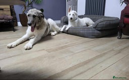 Mixed Breed dogs for adoption: Perfect PICKLE - Image 13