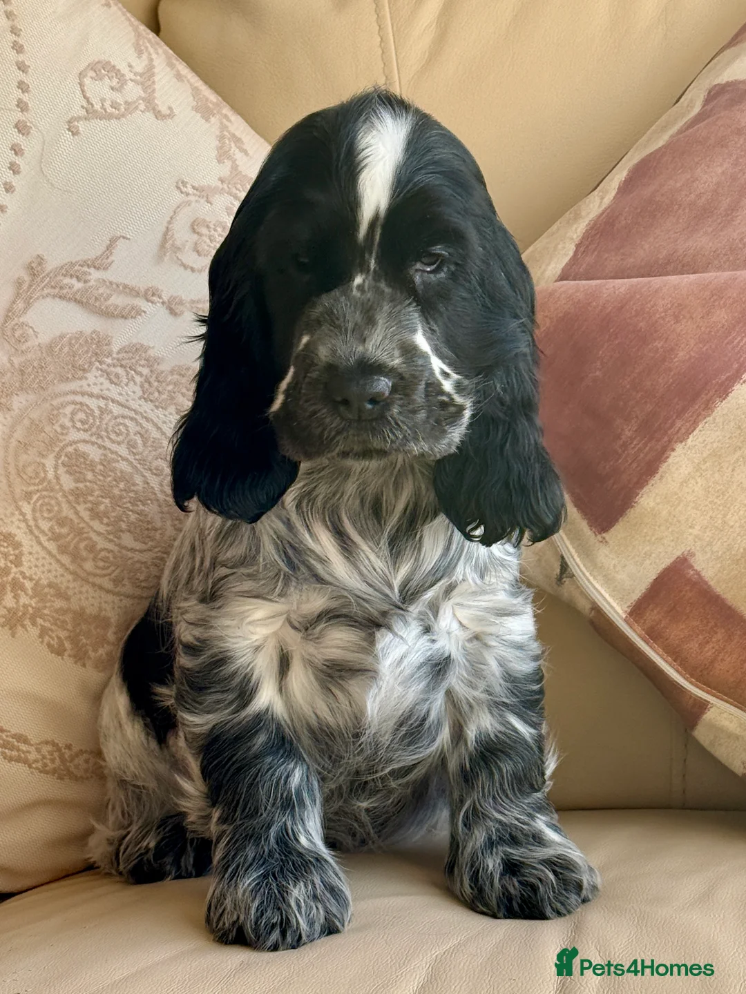 Cocker Spaniel dogs for sale: Exceptional Blue Roan female Cocker Spaniel  - Advert 2