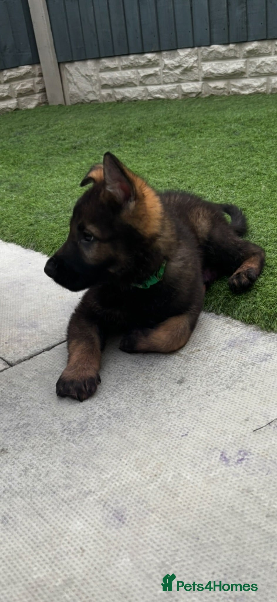 German Shepherd dogs KC Czech working line German shepherd puppies  - Advert 1