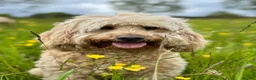 Australian Labradoodle dogs for sale: Fantastic breeding! Canadian & Australian lines - Advert 11