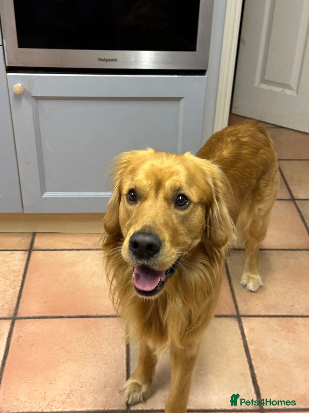 Golden Retriever dogs for stud: HANDSOME 2 YEAR OLD RED STUD - GOLDEN RETRIEVER  - Image 11