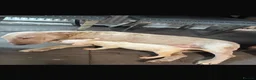 English Bull Terrier dogs for sale: Two beautiful English bull terrier puppies  - Advert 2