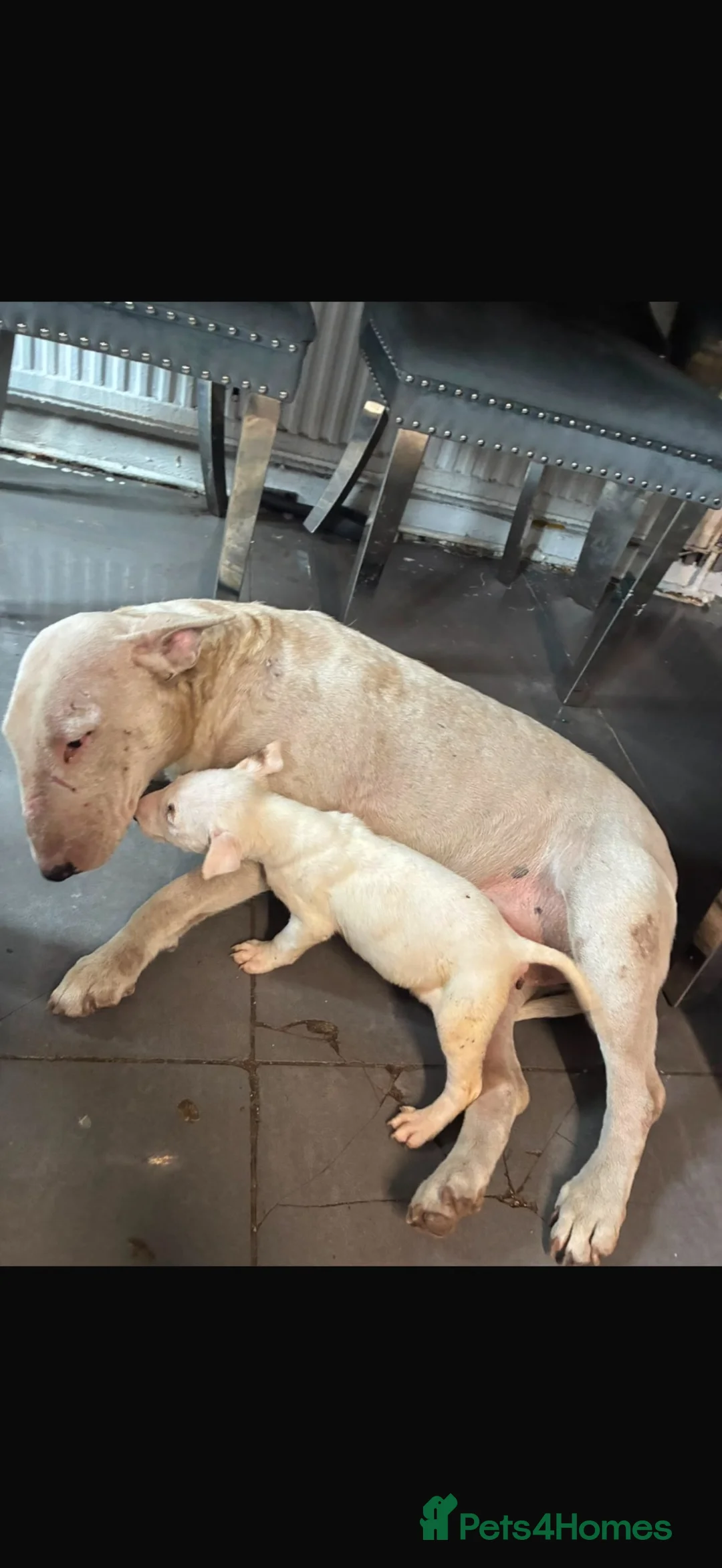 English Bull Terrier dogs for sale: Two beautiful English bull terrier puppies  - Advert 2