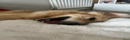 Golden Retriever dogs for sale: Kovu- 1.5 year old golden retriever - Male in Swindon - Advert 5