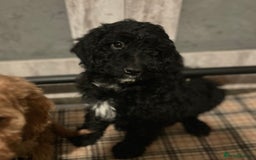 Cockapoo dogs for sale: Cockapoo Puppies - Advert 14