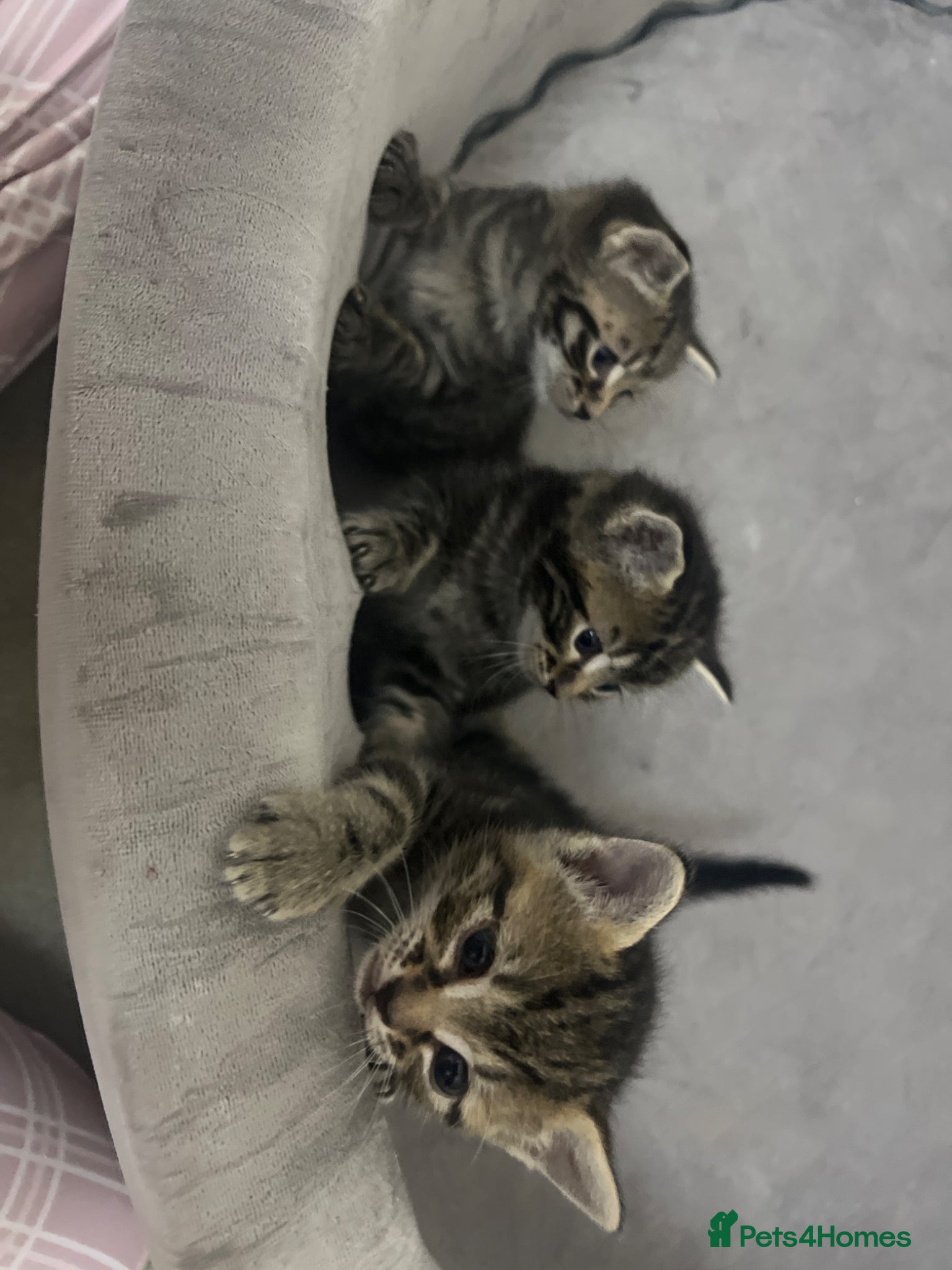 Mixed Breed cats for sale: Mixed Bengal kittens  - Advert 5