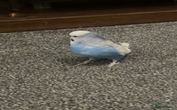 Budgerigars birds for sale: Budgies and cockatiel for sale - Advert 6