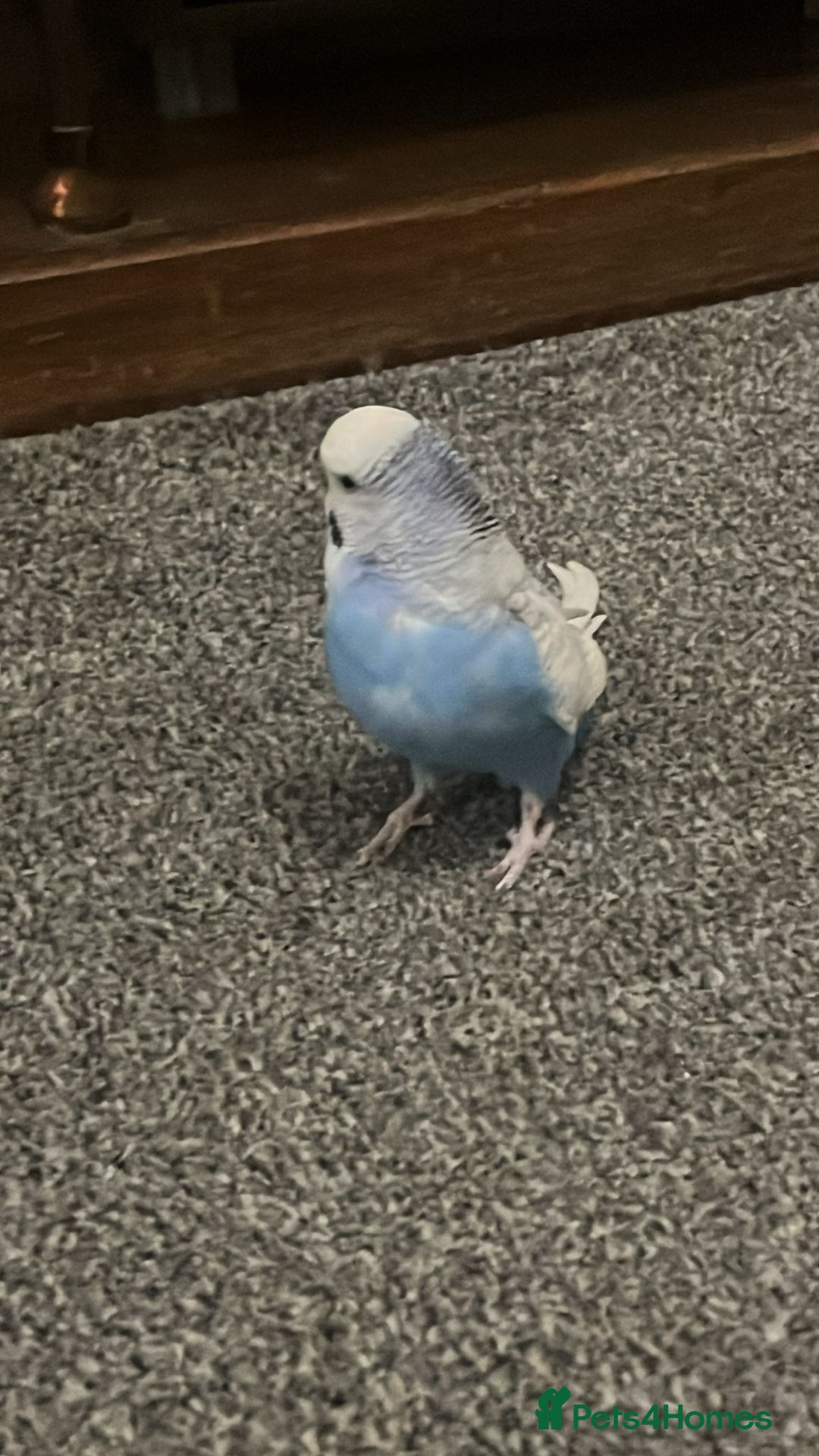 Budgerigars birds for sale: Budgies and cockatiel for sale - Advert 6