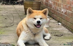 Japanese Akita Inu dogs for stud: KC Japanese Akita Inu Stud - Image 4