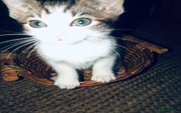 Mixed Breed cats for sale: Kittens  - Image 13