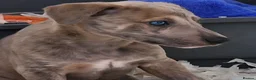 Whippet dogs for sale: Beautiful Whippet Puppies. - Advert 5