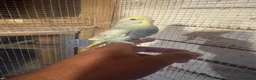 Budgerigars birds for sale: Budgies for sale £40 each collection mk404nn - Advert 5