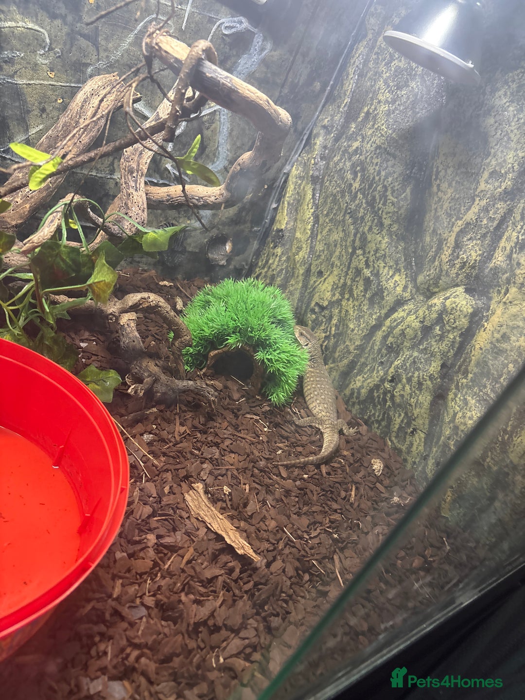 Monitor reptiles for sale: Bosc monitor  - Advert 4