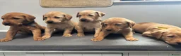 Labrador Retriever dogs for sale: 10 adorable fox red Labrador puppies  - Advert 18