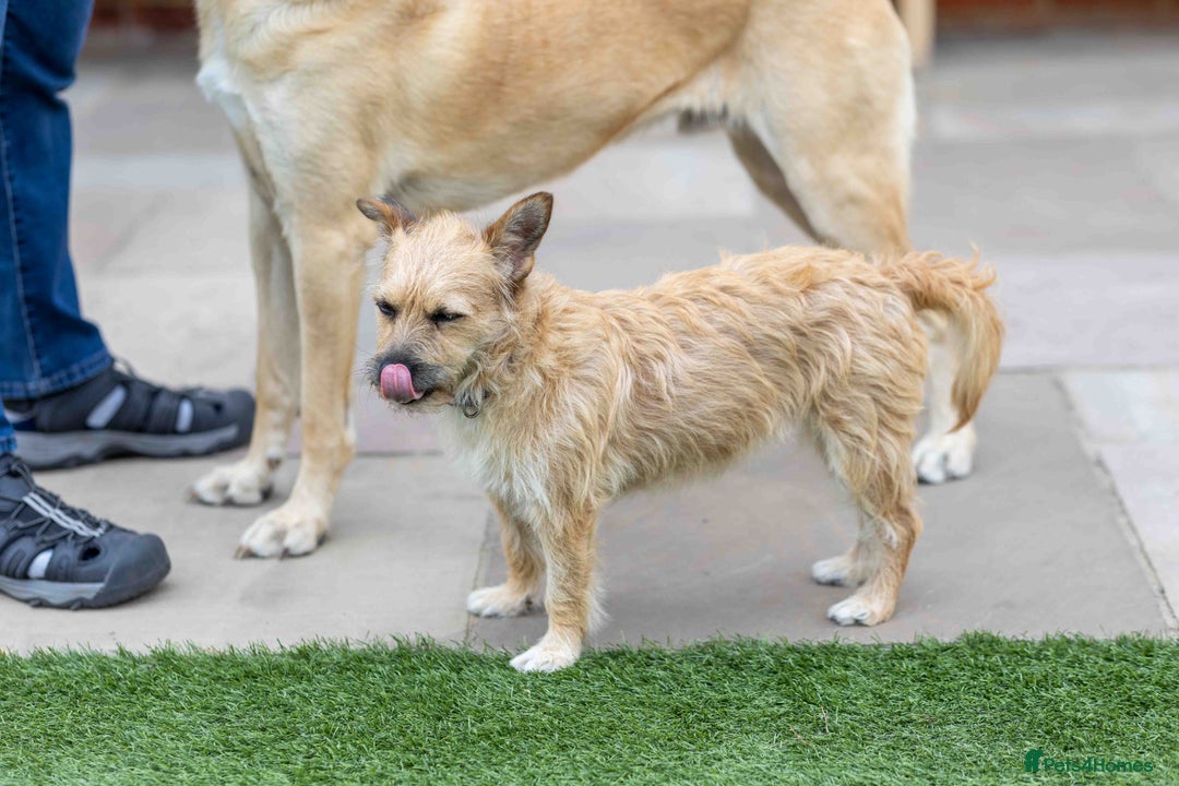 Mixed Breed dogs for adoption: Livvy - Image 25