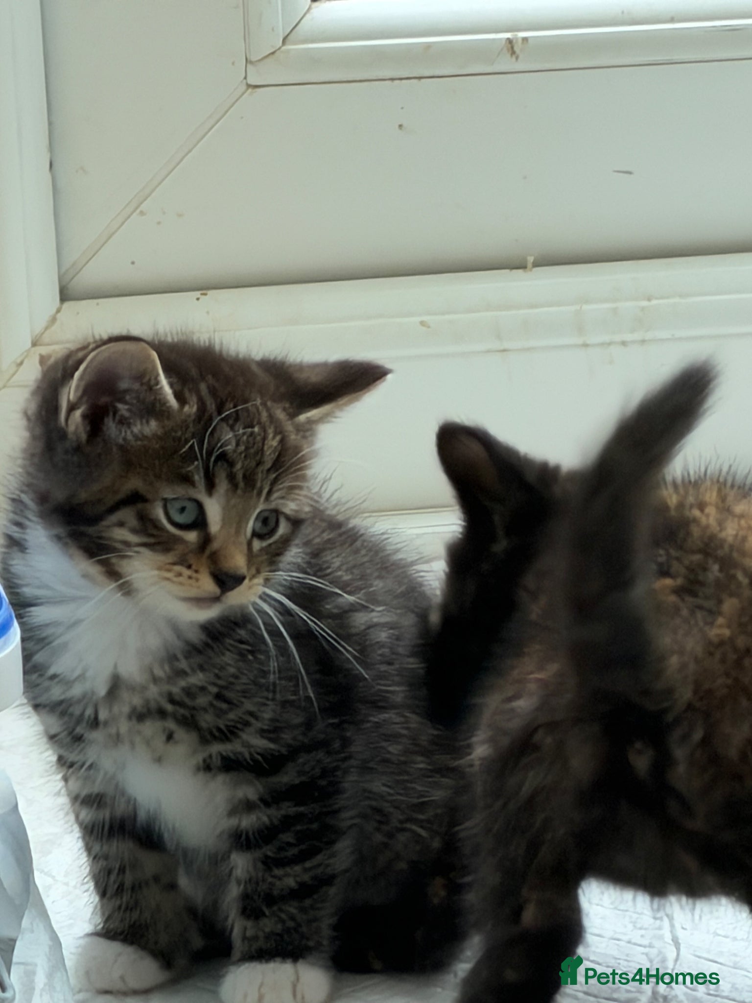 Mixed Breed cats Beautiful Tabby x Bengal Boy  - Advert 1