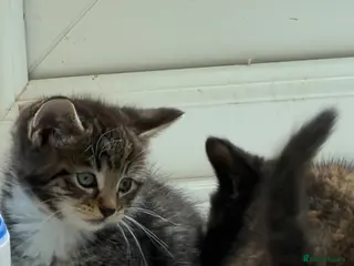 Mixed Breed cats Beautiful Tabby x Bengal Boy - Advert 18