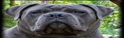 Cane Corso dogs for stud: BLUE AVAILABLE FOR STUD  - Advert 1