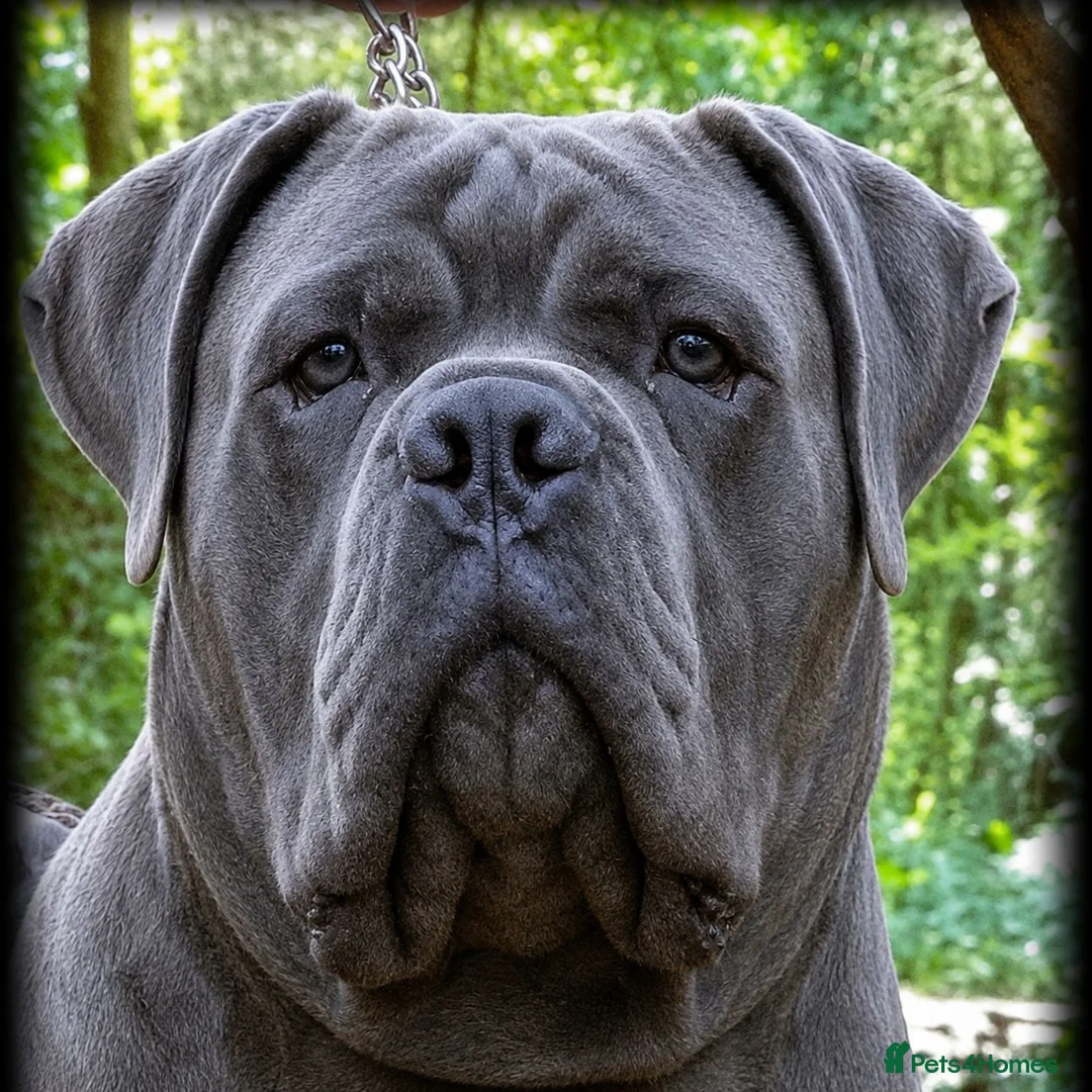 Cane Corso dogs for stud: BLUE AVAILABLE FOR STUD  - Advert 1
