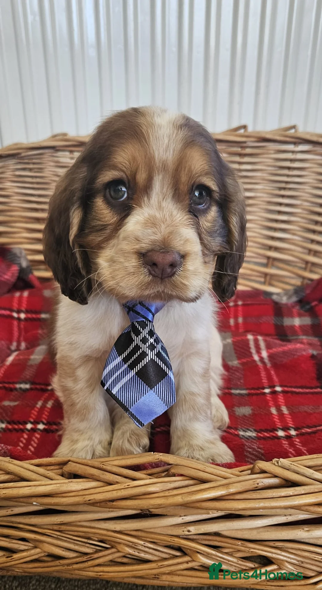 Cocker Spaniel dogs for sale: Beautiful cocker spaniel  - Advert 2