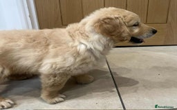 Golden Retriever dogs for sale: Beautiful Chunky KC Golden Retriever Puppies - Image 4