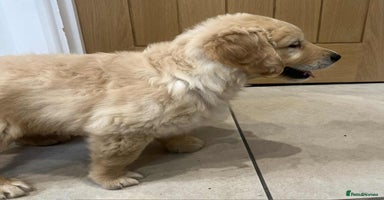 Golden Retriever dogs - Advert 2