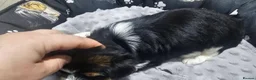Yorkshire Terrier dogs for sale: Beautiful Yorkshire Terrier Puppies  in Barry - Advert 9