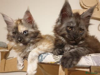 Maine Coon cats Maine coon kittens - Advert 3