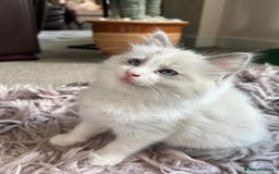 Ragdoll cats for sale: Pure longhair Ragdoll Kittens - Raised with Soul - Image 5