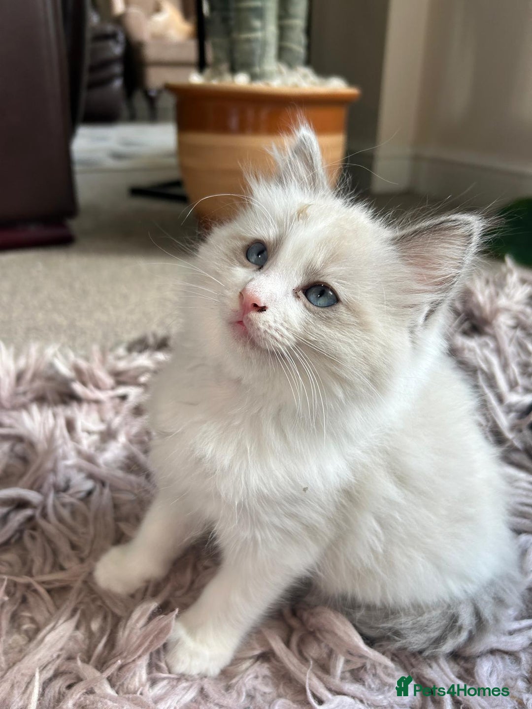 Ragdoll cats for sale: Pure longhair Ragdoll Kittens - Raised with Soul - Image 5