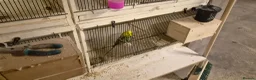Budgerigars birds for sale: 3 Budgies & Lovebird Pair for Sale – 1 Year Old  - Advert 5