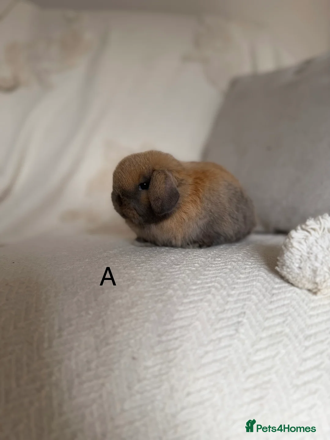 Mini Lop rabbits for sale: Sooty fawn Mini lops - Advert 3