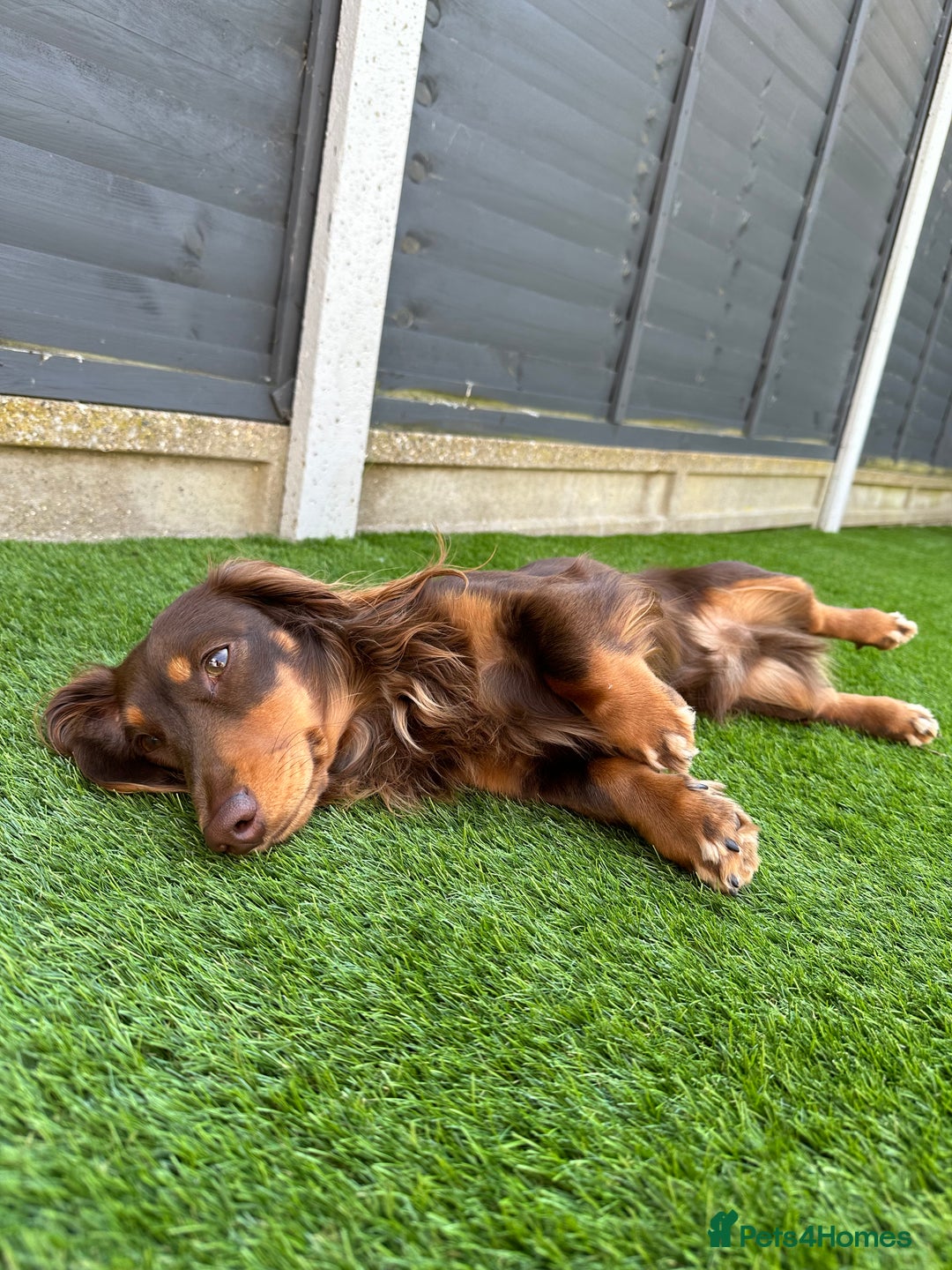 Miniature Dachshund dogs for stud: Long-haired miniature Dachshund in Hitchin - Advert 5