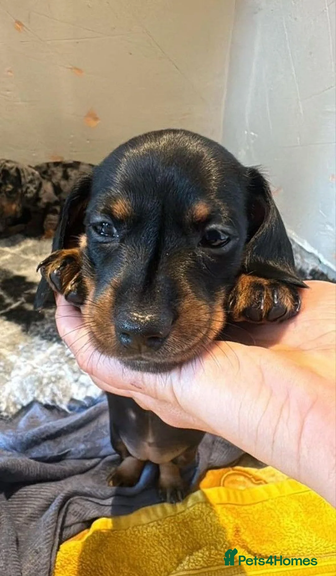 Miniature Dachshund dogs for sale: Gorgeous Dachshund Puppies Available! in Paisley - Advert 7