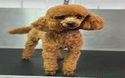 Maltipoo dogs for sale: Golden Maltipoos  - Image 13