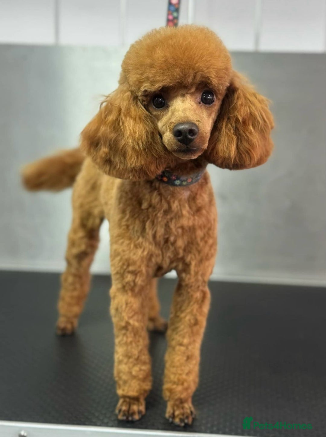 Maltipoo dogs for sale: Golden Maltipoos  - Image 13
