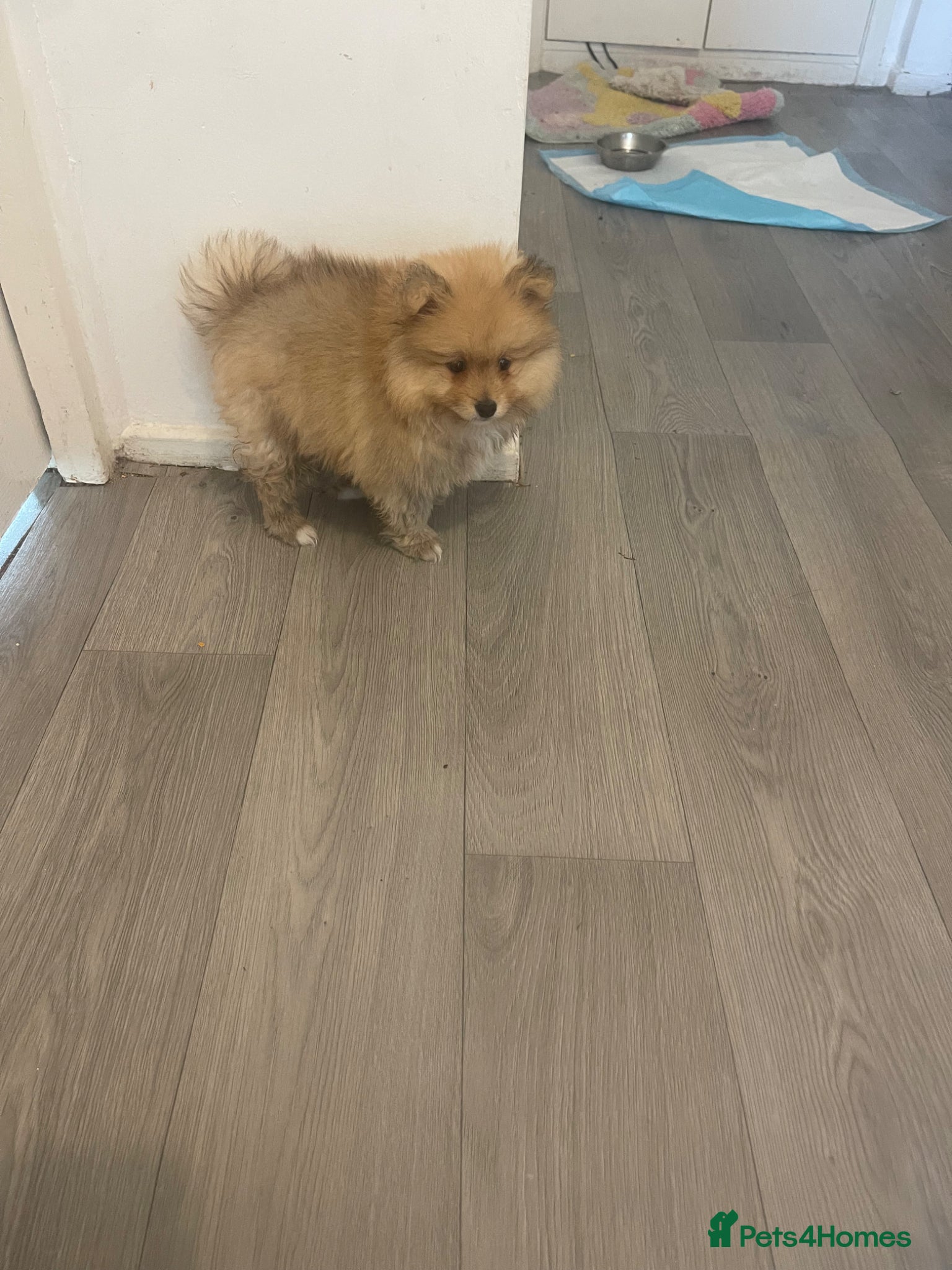 Pomeranian dogs Fluffy  - Advert 1