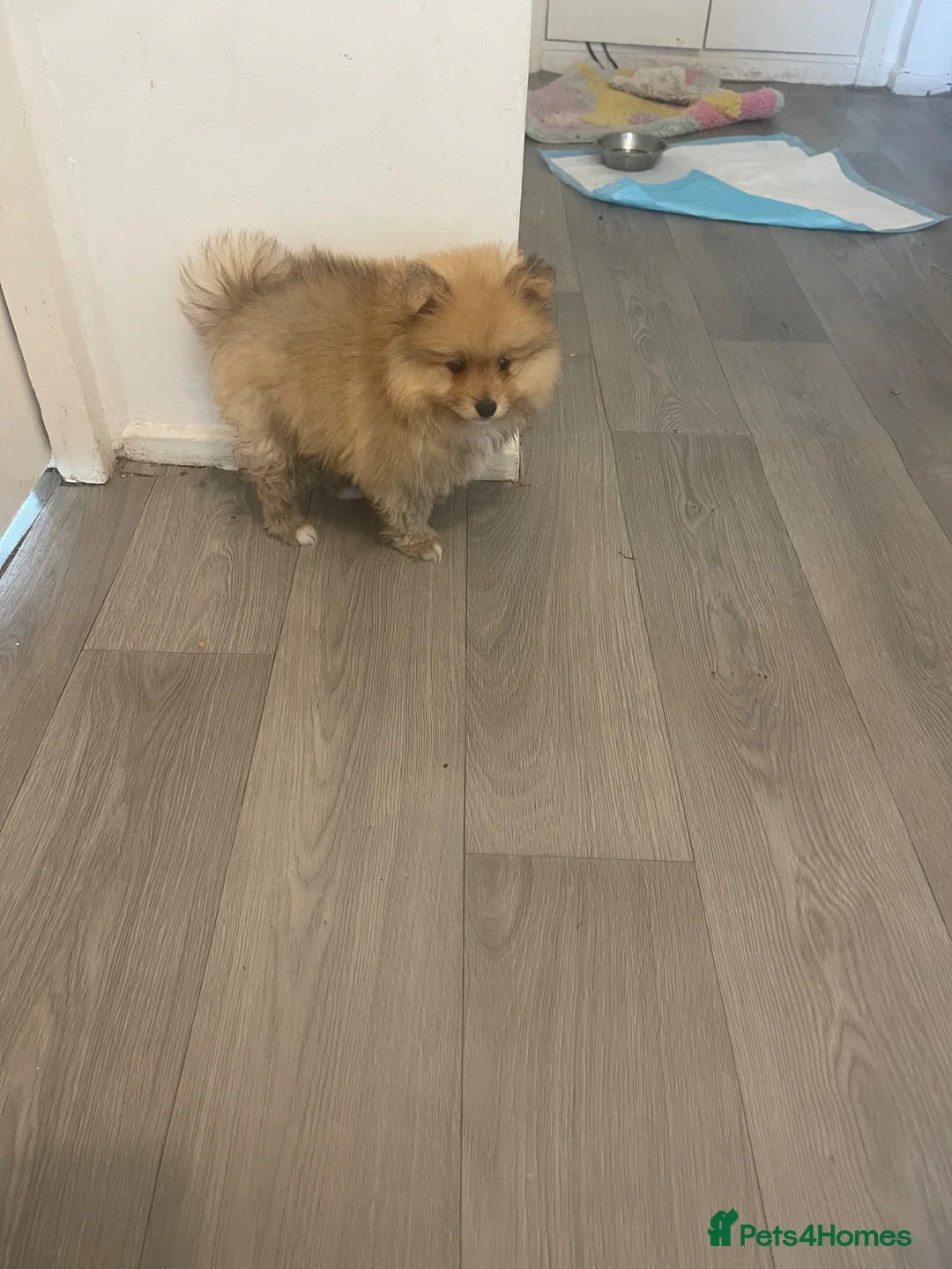 Pomeranian dogs for sale: Fluffy  - Advert 1